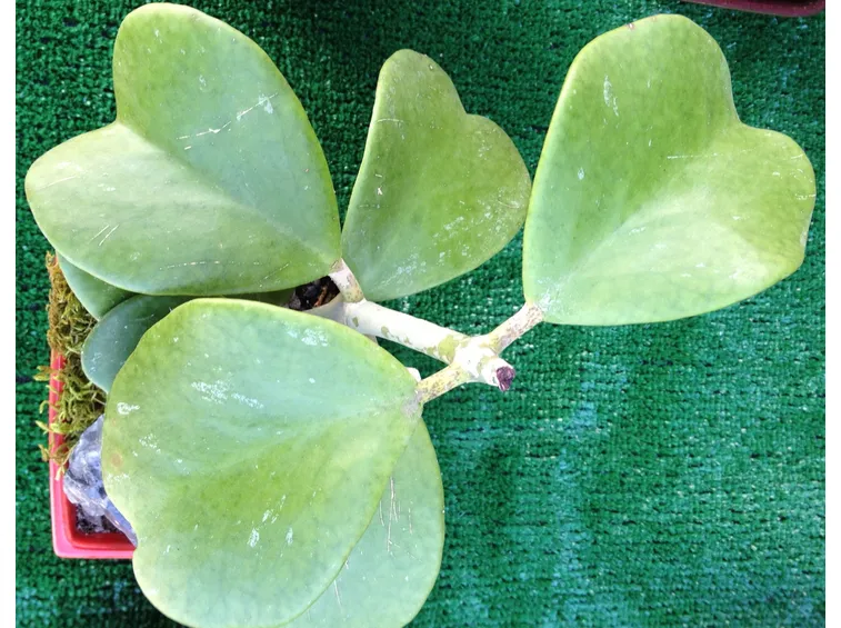 Fiori di Hoya Bella
