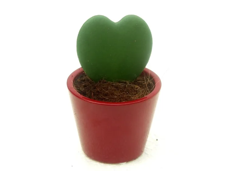 Pianta di Ceropegia Woodii