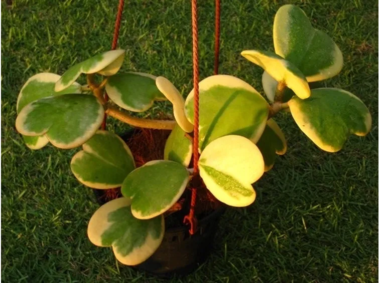 Hoya kerrii