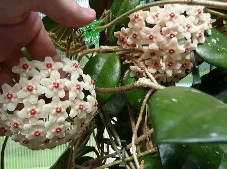 Fiori di Hoya Kerrii
