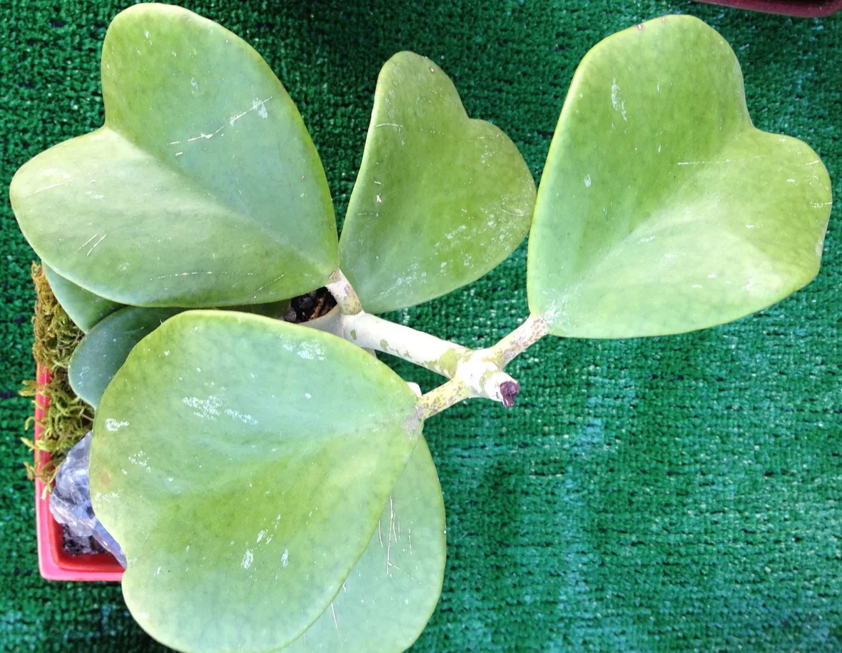 Fiori di Hoya Bella