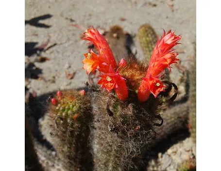 I tipici fiori del Cleistocactus