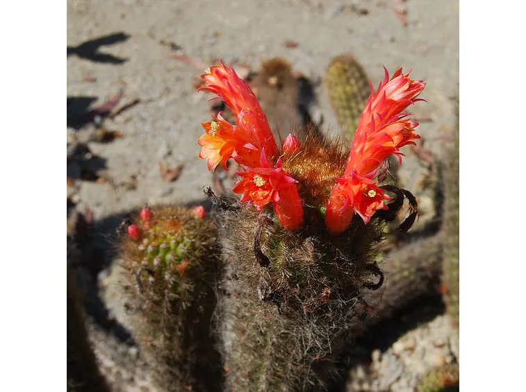 I tipici fiori del Cleistocactus