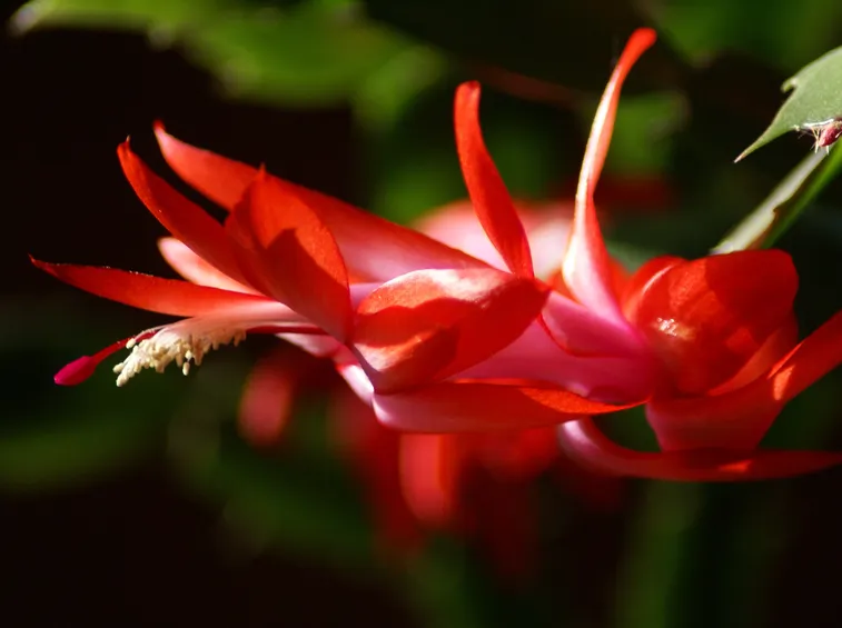 Schlumbergera o Cactus di Natale