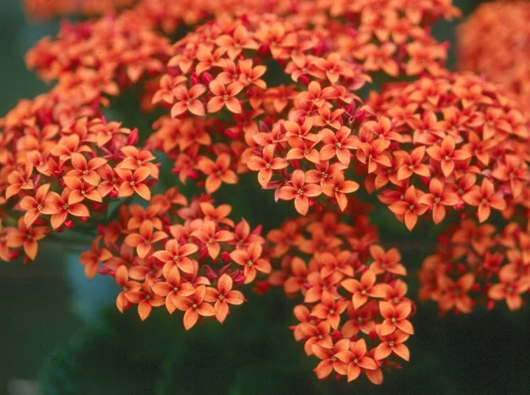 I delicati fiori della Kalanchoe