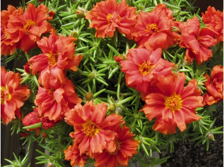 Esemplari di Portulaca grandiflora