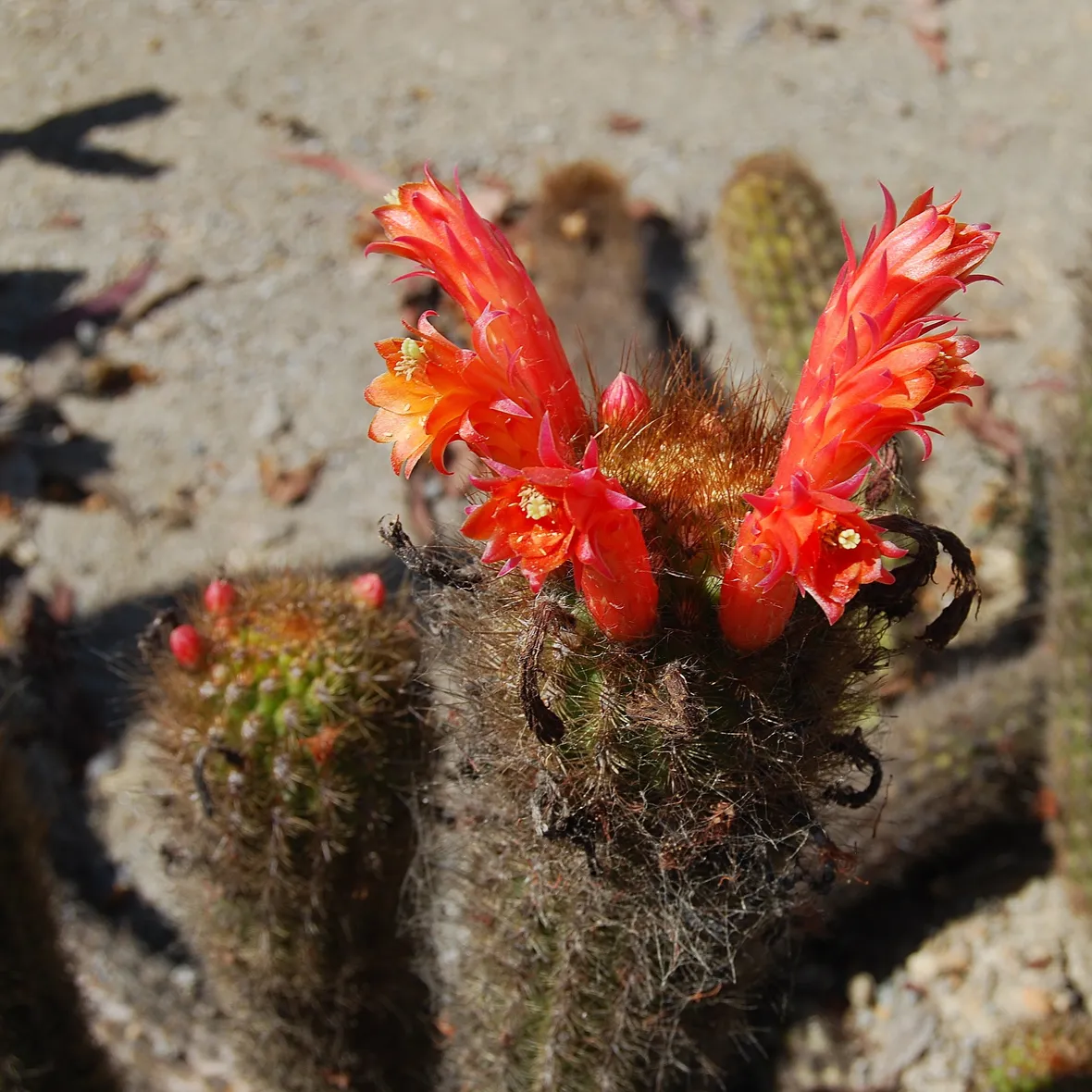 I tipici fiori del Cleistocactus