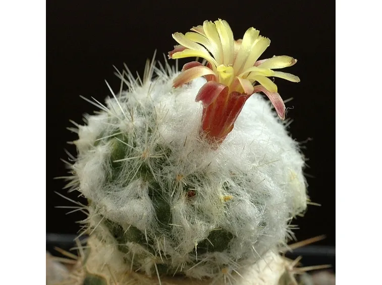 Pianta di Rimacactus lauii