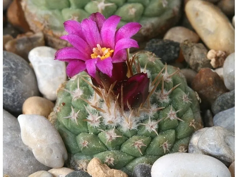 Pianta in fiore di Strombocactus disciformis