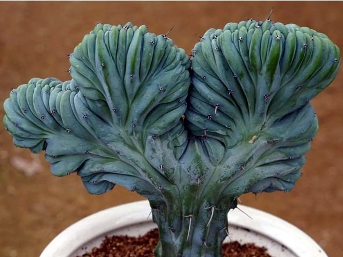 Esemplare di Myrtillocactus geometrizans crestata