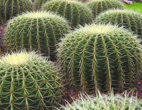 Gruppo di cactus