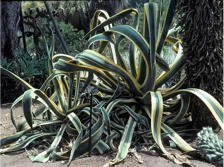 Agave americana