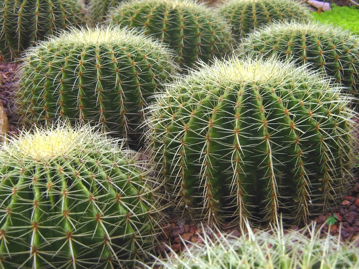 Gruppo di cactus