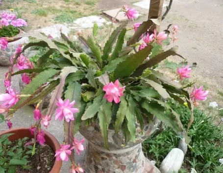 Pianta grassa di Rhipsalis