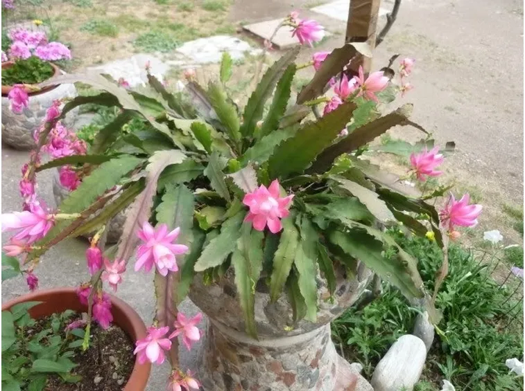 Pianta grassa di Rhipsalis
