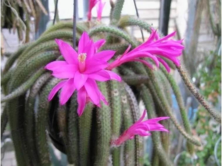 Fiore di Aporocactus flagelliformis