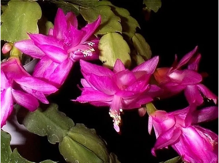 Pianta grassa di Schlumbergera