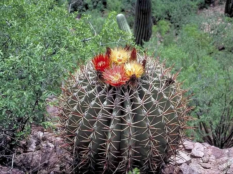 Pianta grassa di Ferocactus emoryi-covillei