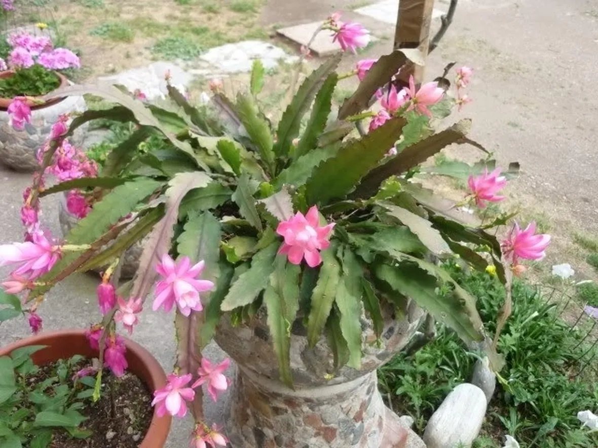 Pianta grassa di Rhipsalis