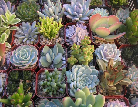 La grande varietà delle piante grasse