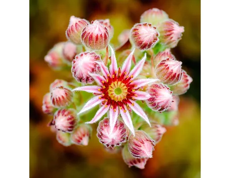 Pianta grassa con fiori