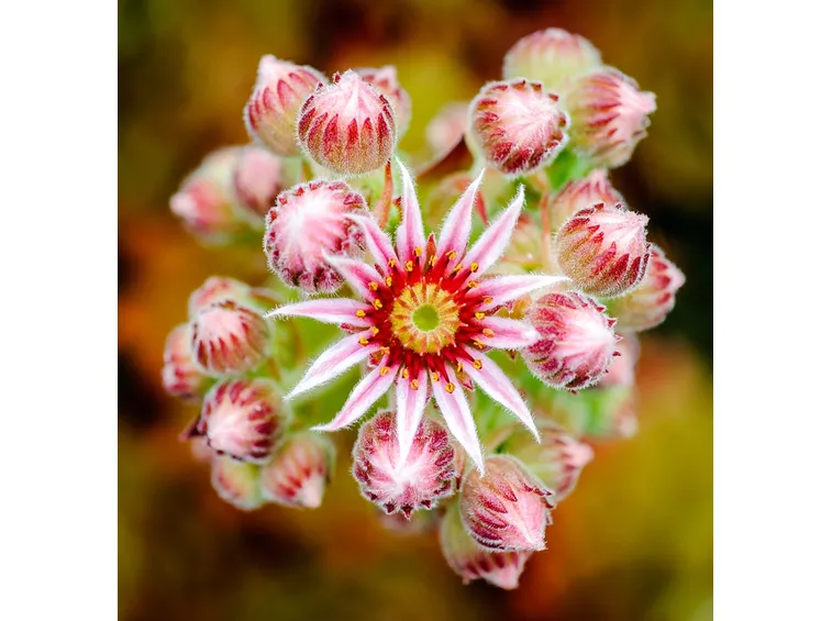Pianta grassa con fiori