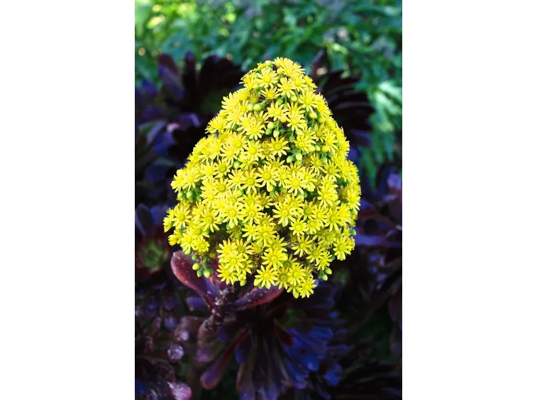 Esemplare di Sedum
