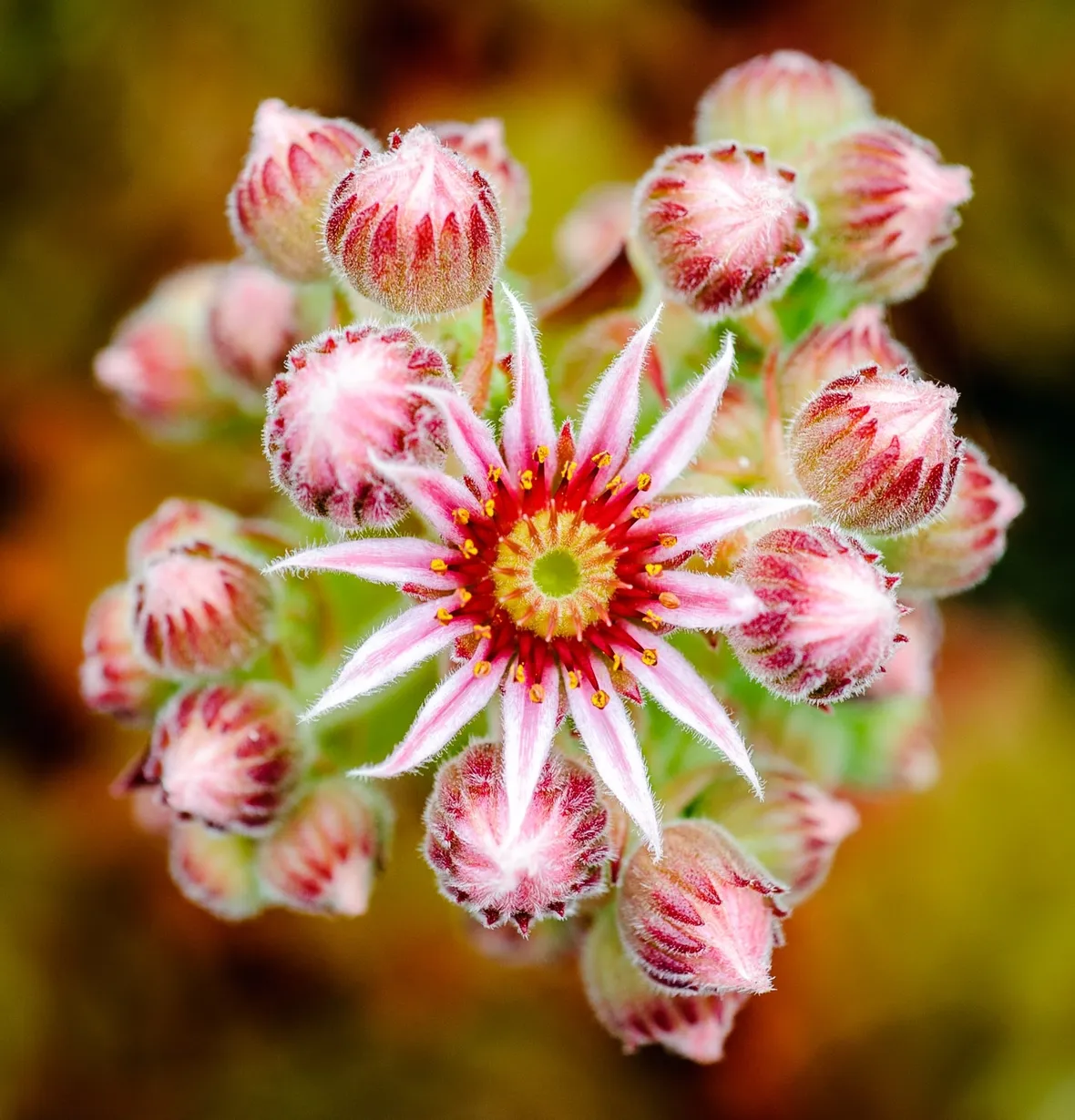 Pianta grassa con fiori