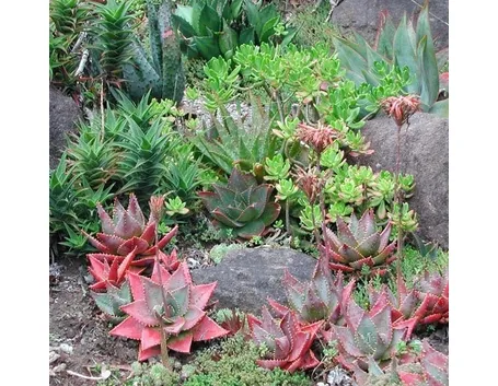 Piante grasse