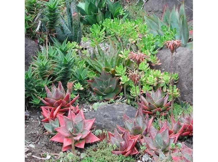 Piante grasse