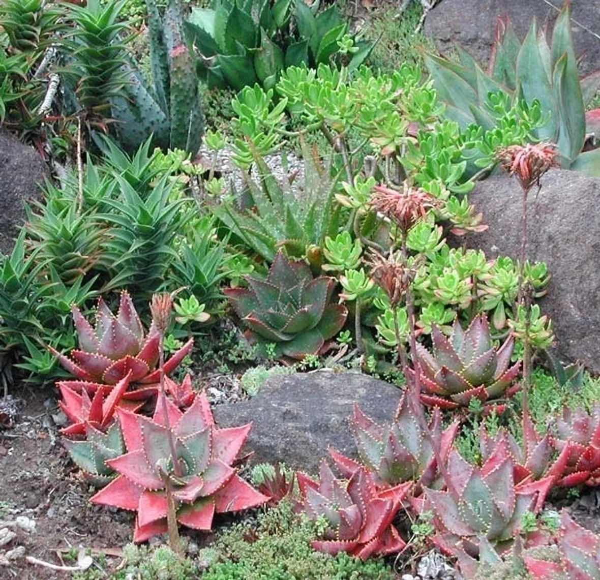Piante grasse
