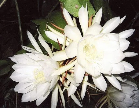 Incantevoli fiori di Cereus