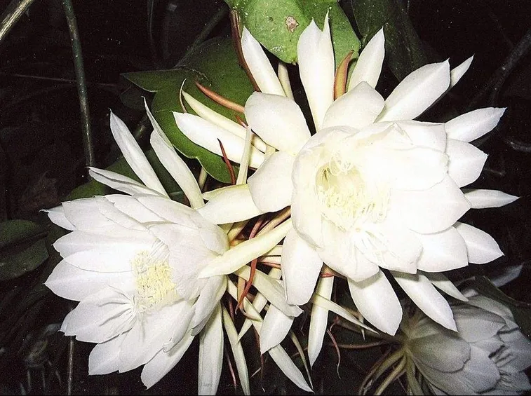 Incantevoli fiori di Cereus