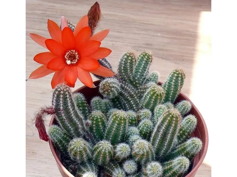 Pianta di Echinopsis chamaecereus