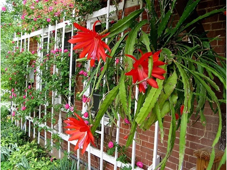 Epicactus, ibrido di Epiphyllum