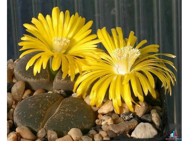 I Lithops, i fiori nei sassi