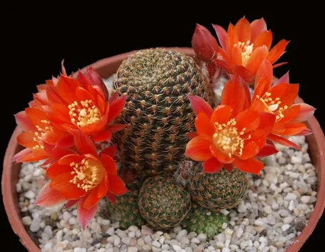 Pianta in fiore di Rebutia Cajasensis