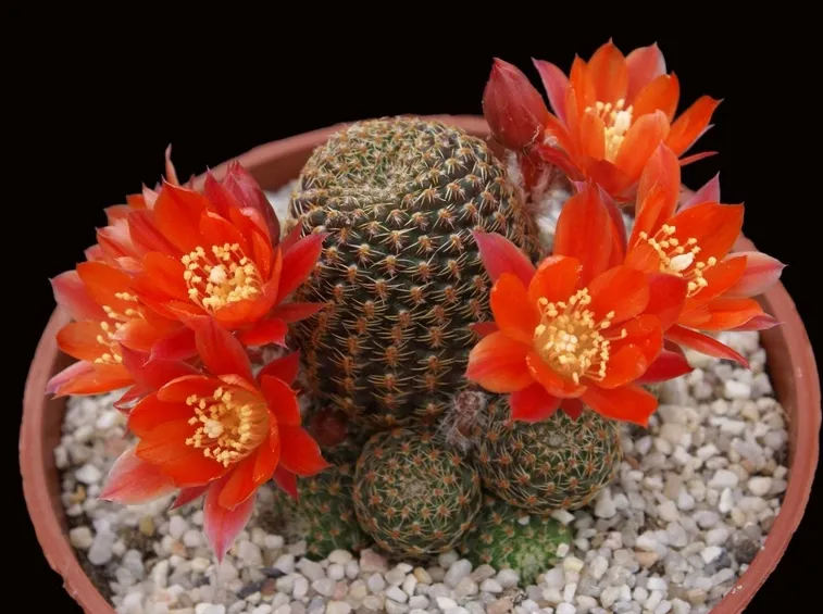 Pianta in fiore di Rebutia Cajasensis