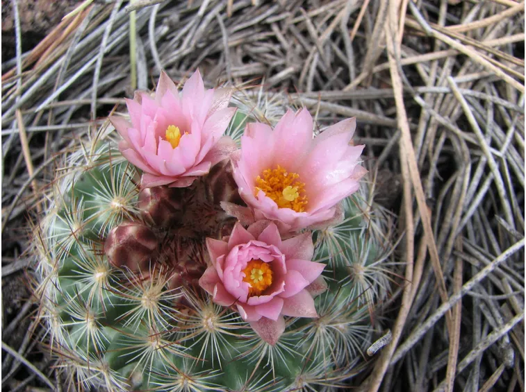 Coryphantha vivipara in fiore