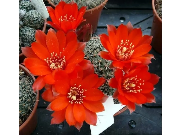 Fiori della pianta di Echinopsis chamaecereus