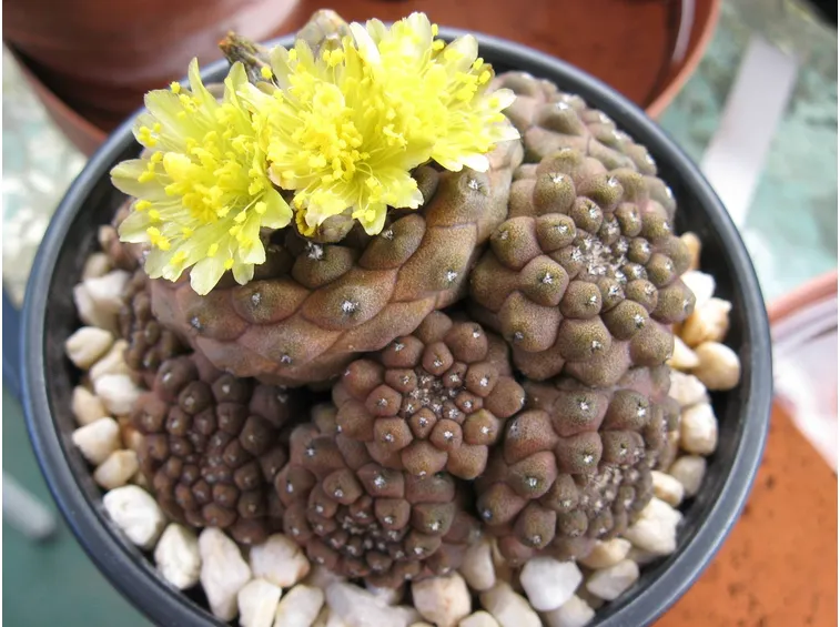 Fiori della pianta di Copiapoa