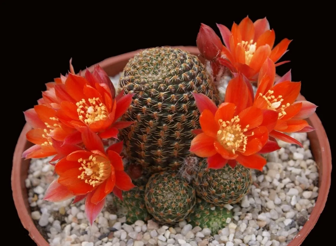Pianta in fiore di Rebutia Cajasensis