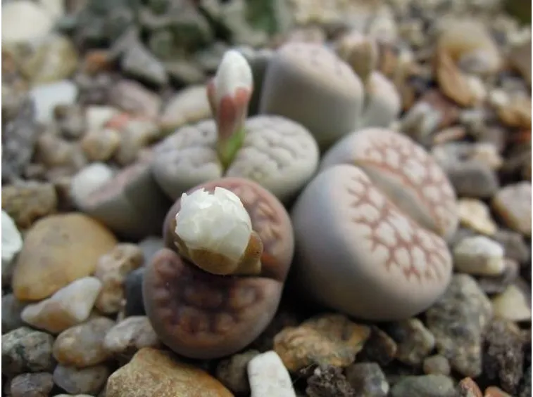Lithops detti anche 
