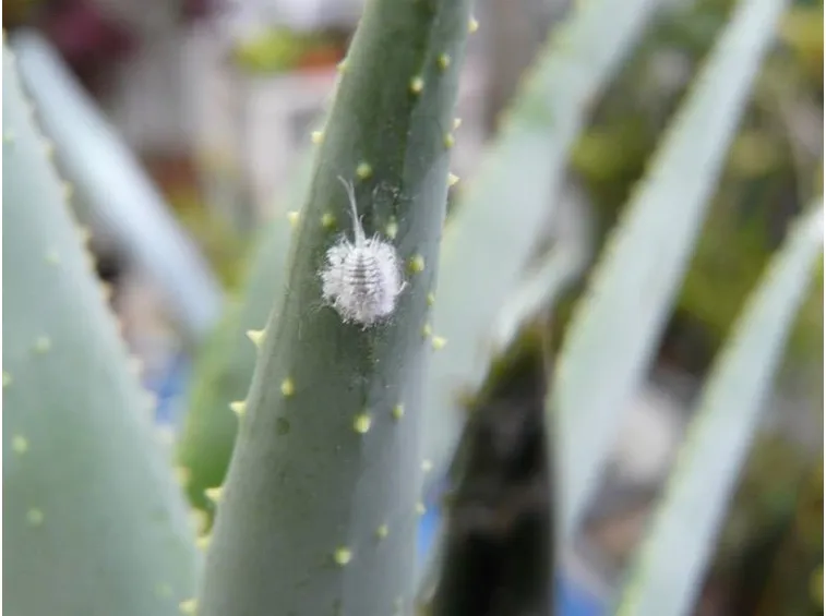 Parassita su foglia di agave