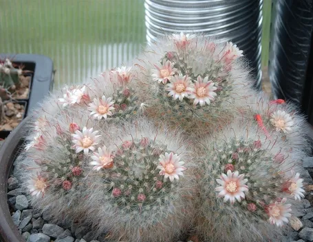 Mammillaria bocasana