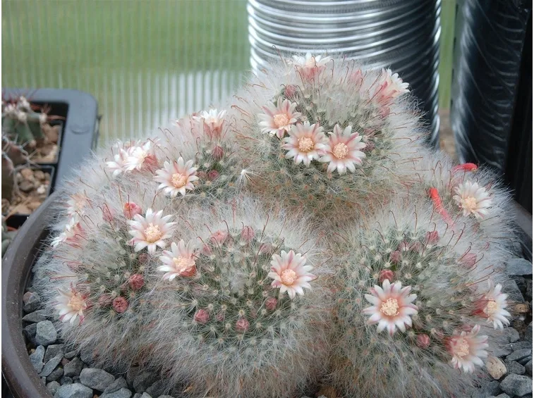 Mammillaria bocasana