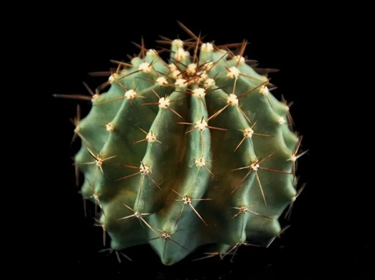 Echinocereus subinermis