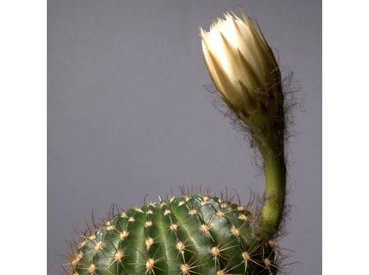 Echinopsis ancistrophora