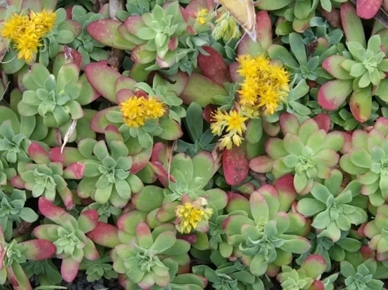 Sedum palmeri