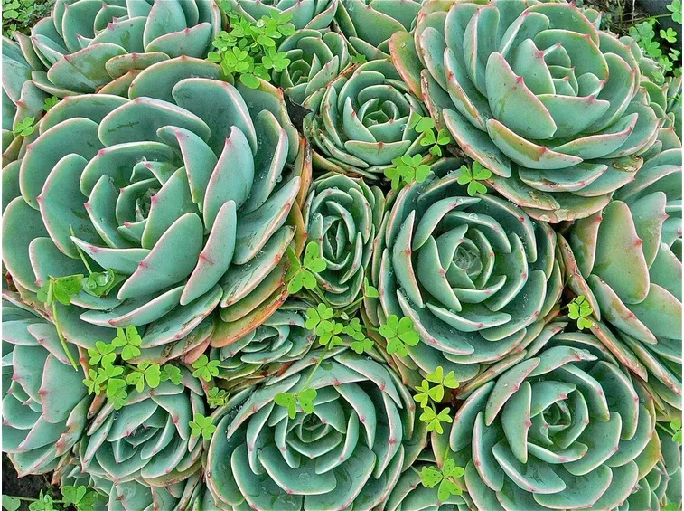 Piante succulenti: causa comparsa malattie